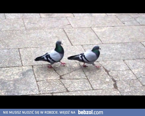 Gołębie - What is love?