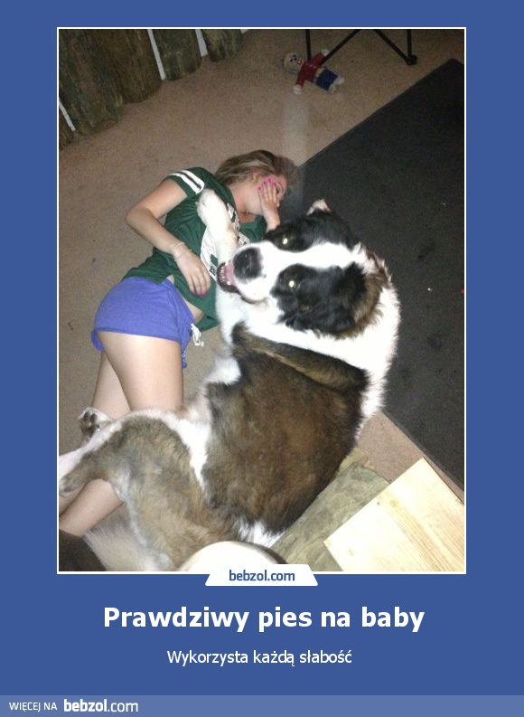 Prawdziwy pies na baby