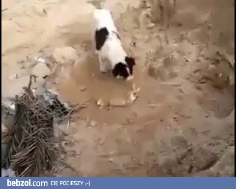  Pies zakopuje martwego szczeniaka
