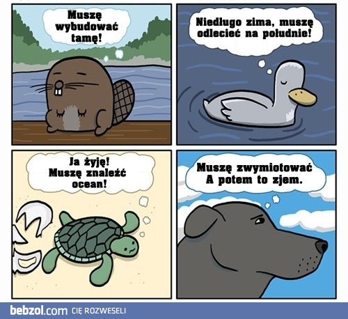 Mądrość zwierzaków