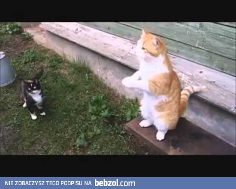 Kocia kompilacja z Rosji