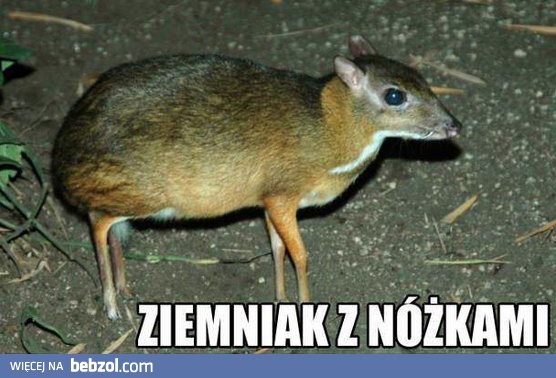 To wszystko przez GMO