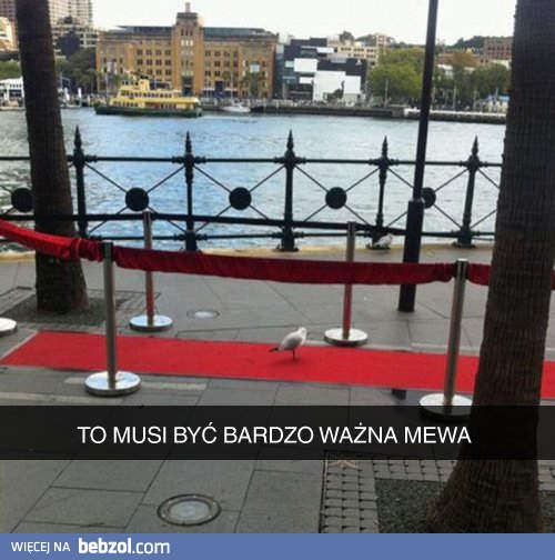 To musi być bardzo ważna mewa!