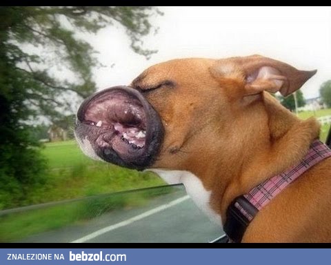 Psy na wietrze - kompilacja