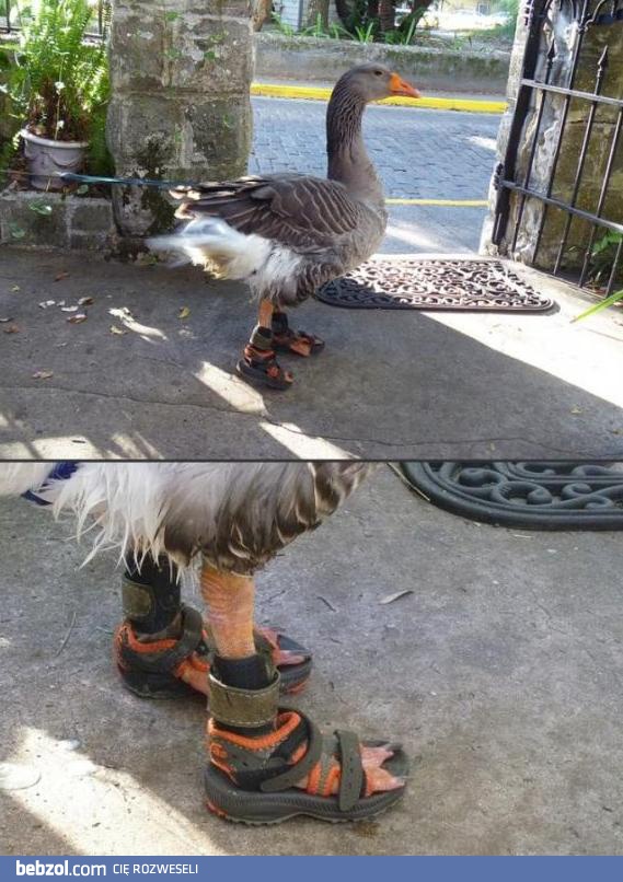Kaczka w sandałach