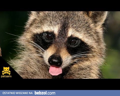 Szop, który nie patrzy