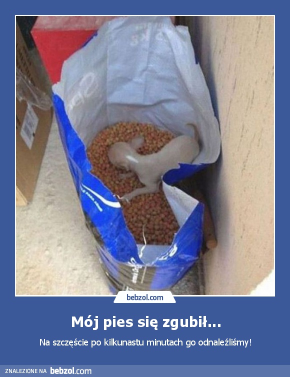 Mój pies się zgubił...