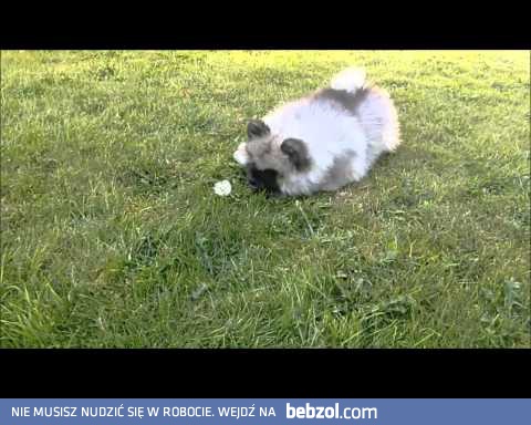 Ten ogródek jest za mały dla nas dwóch!