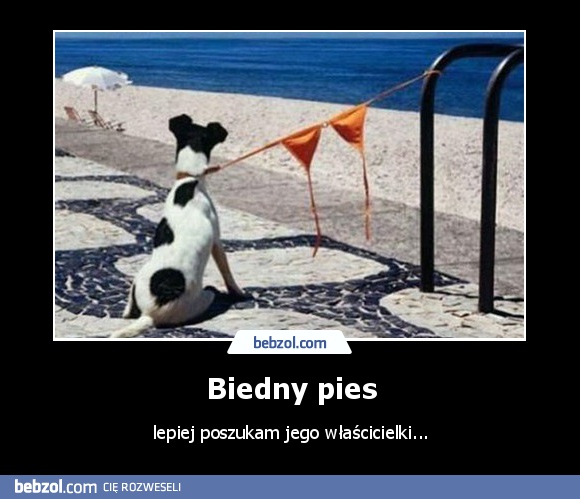 Biedny pies