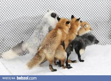 Firefox wtyczki