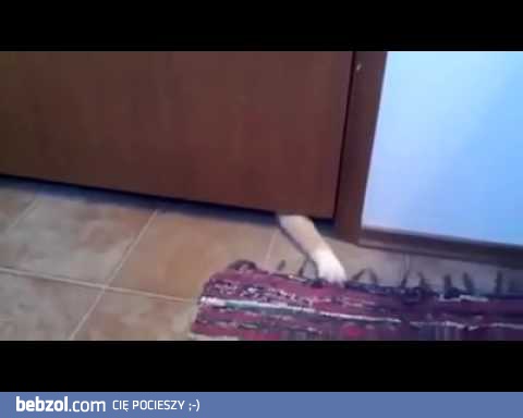  Podstępny kot próbuje ukraść dywan 