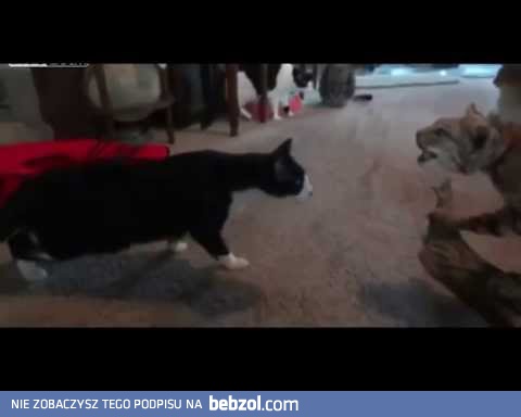 Nowy osobnik na kocim terytorium