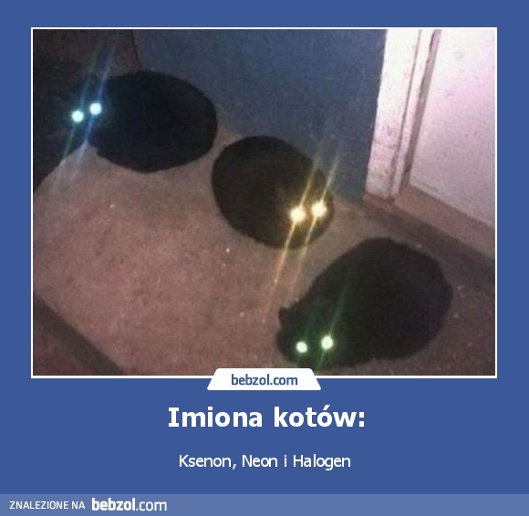 Imiona kotów: