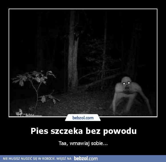 Pies szczeka bez powodu