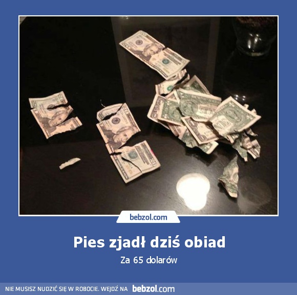 Pies zjadł dziś obiad