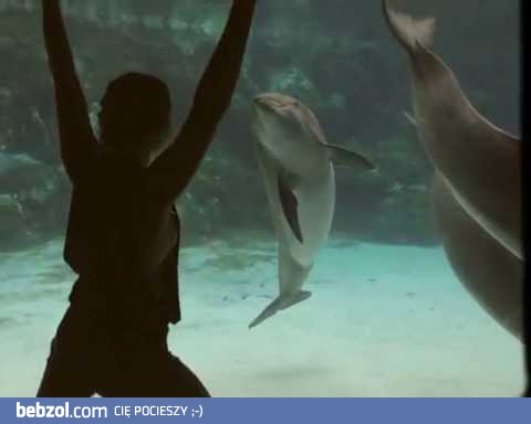 Dziewczyna zabawia delfina