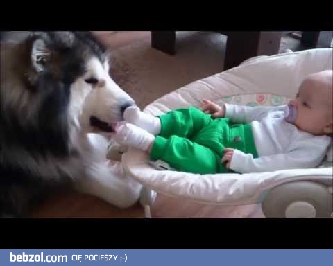 Niania - Alaskan Malamut