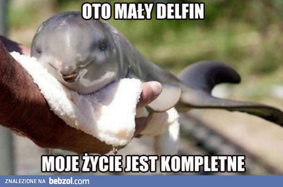 Mały delfinek