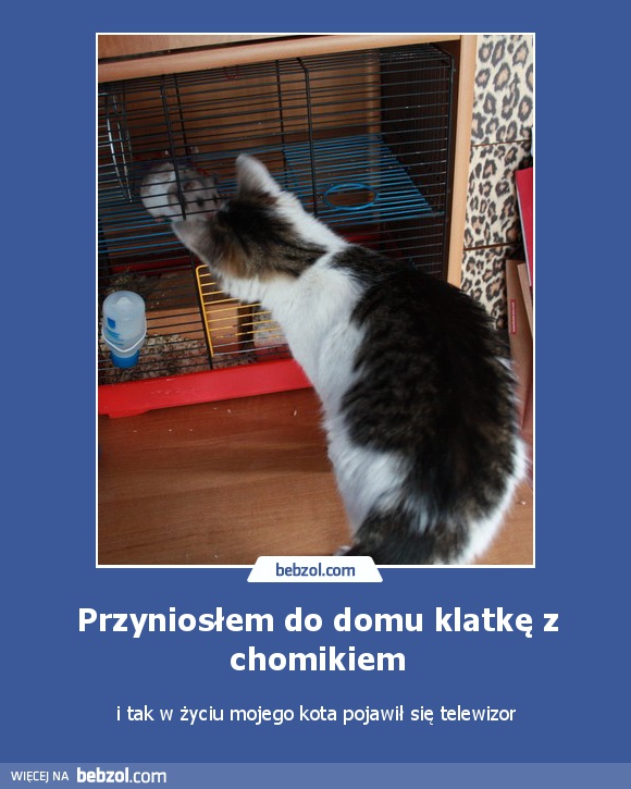 Przyniosłem do domu klatkę z chomikiem