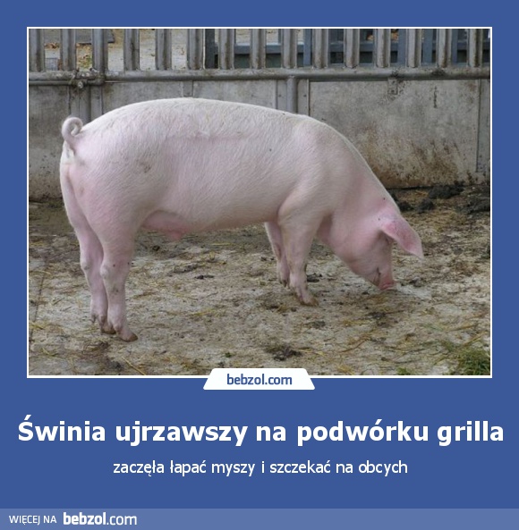 Świnia ujrzawszy na podwórku grilla