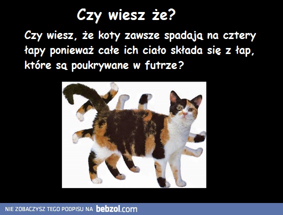 Ciekawostka o kotach