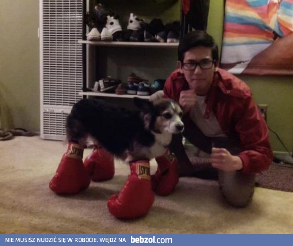 Zawsze chciałem mieć boksera