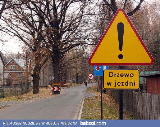 W Polsce taniej jest postawić znak niż  wyciąć drzewo.