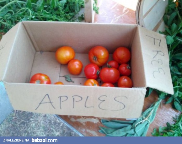 Darmowe jabłka!