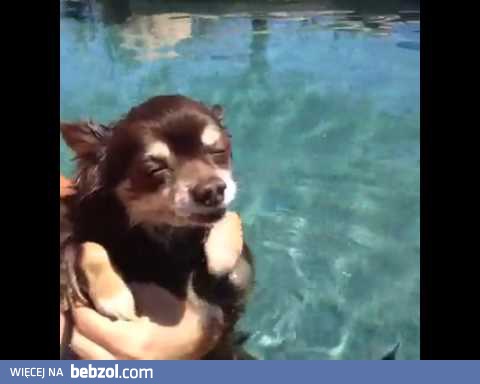 Najbardziej hollywoodzki piesek na świecie