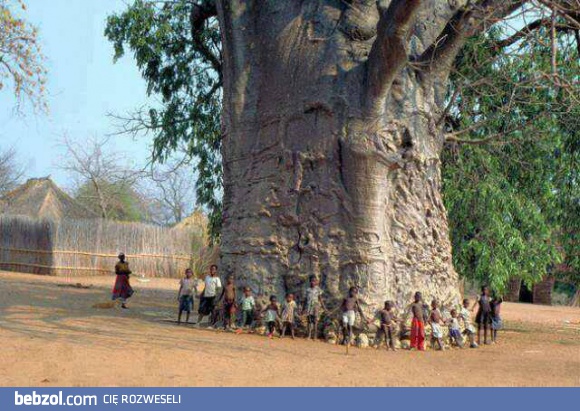Ten afrykanki baobab ma 2000 lat!