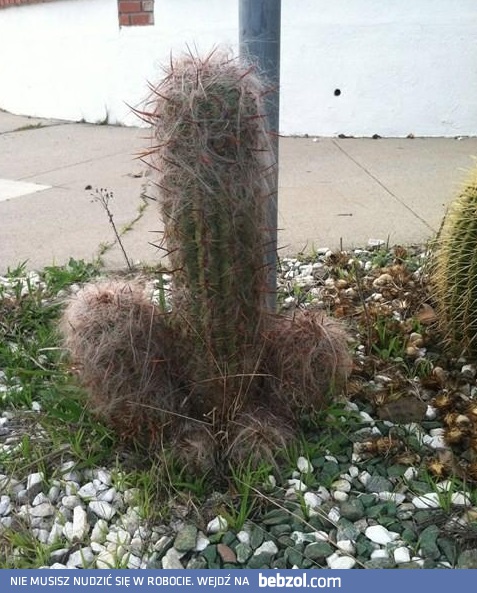 Owłosiony kaktus