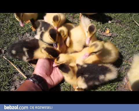 Nagły atak kaczuszek