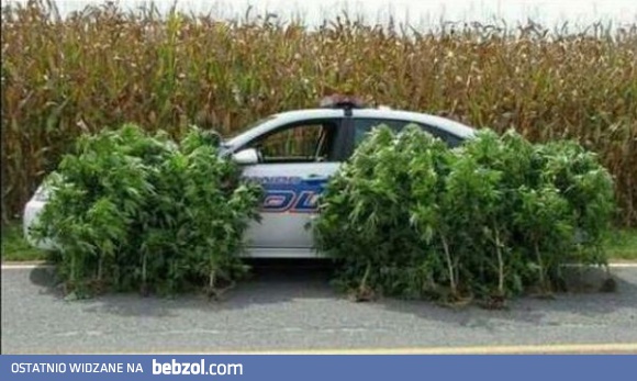 Policyjni eksperci od kamuflażu