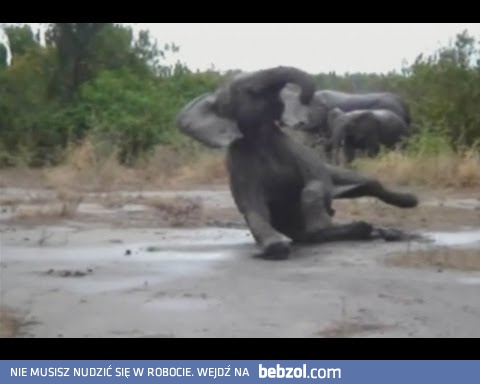 Zwierzęce poślizgi i upadki