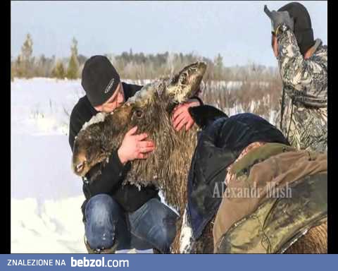 Ludzie pomagają zwierzętom