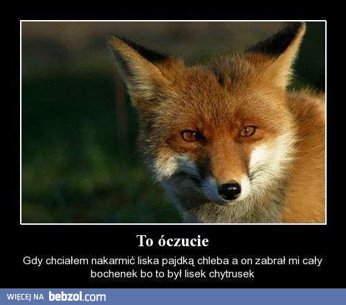 Straszny z niego lisek