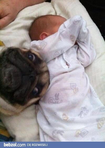 Focia z nowym człowieniem