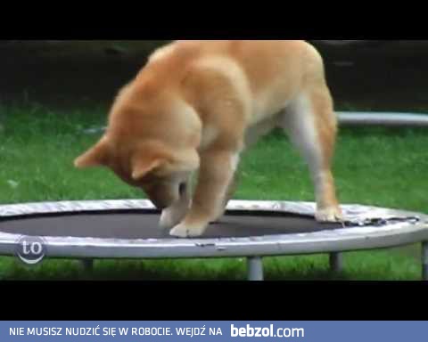 Zwierzaki na trampolinie