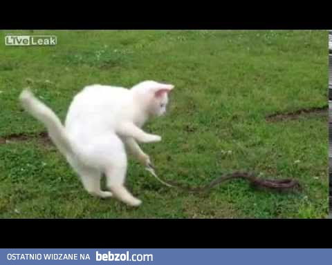 Co jemy zamiast mięsa?