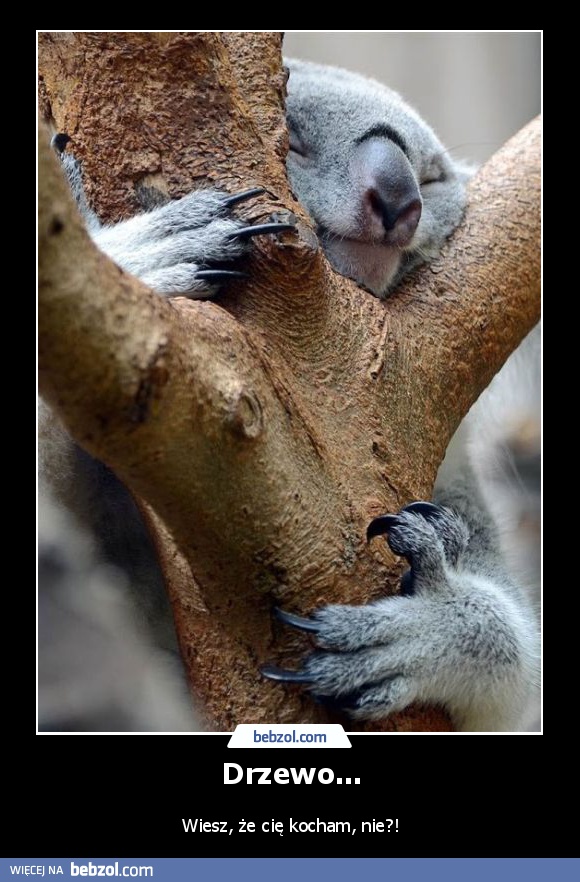 Drzewo...