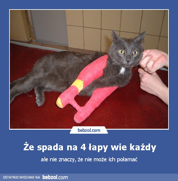 Że spada na 4 łapy wie każdy