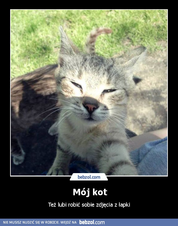 Mój kot