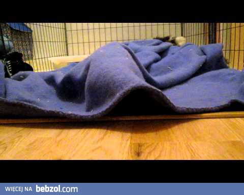 No chodź do mnie kaczuszko!