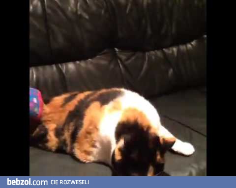 Kot próbuje coś powiedzieć