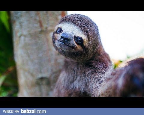 Zwierzaki uczą jak robić zdjęcia 