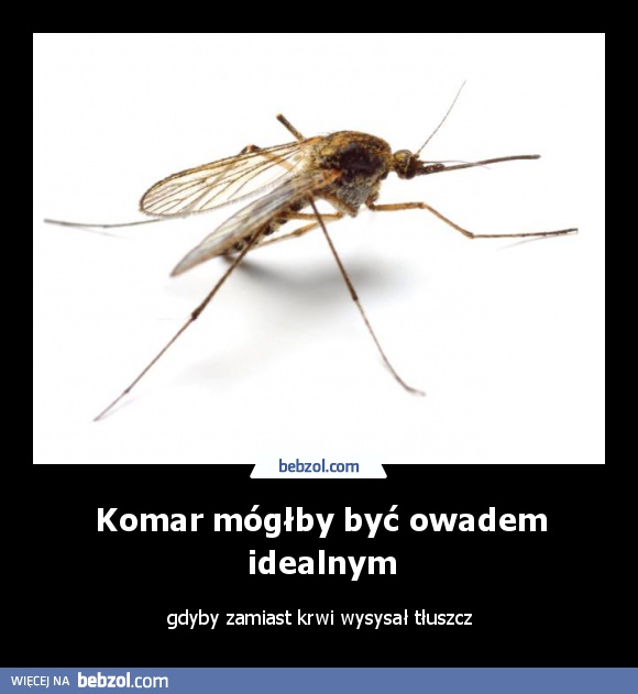 Komar mógłby być owadem idealnym, gdyby...