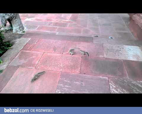 Wściekły wiewiór atakuje