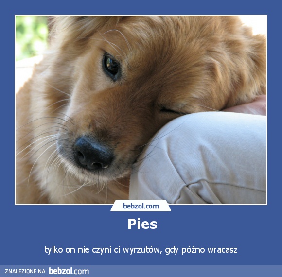 Pies