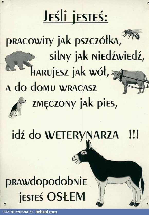 Jesteś osłem...