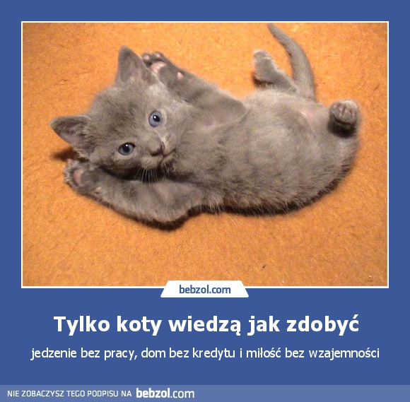 Tylko koty wiedzą jak zdobyć
